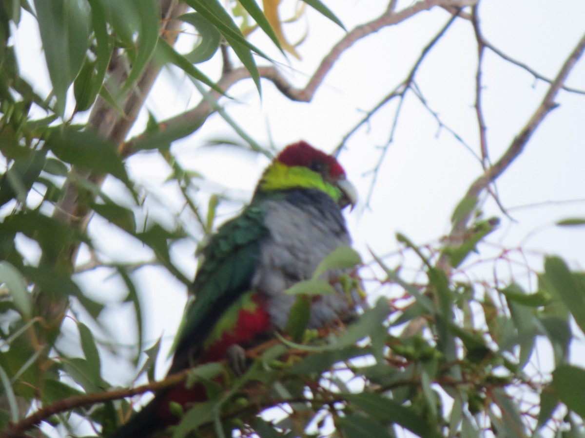 Red-capped Parrot - ML545736121