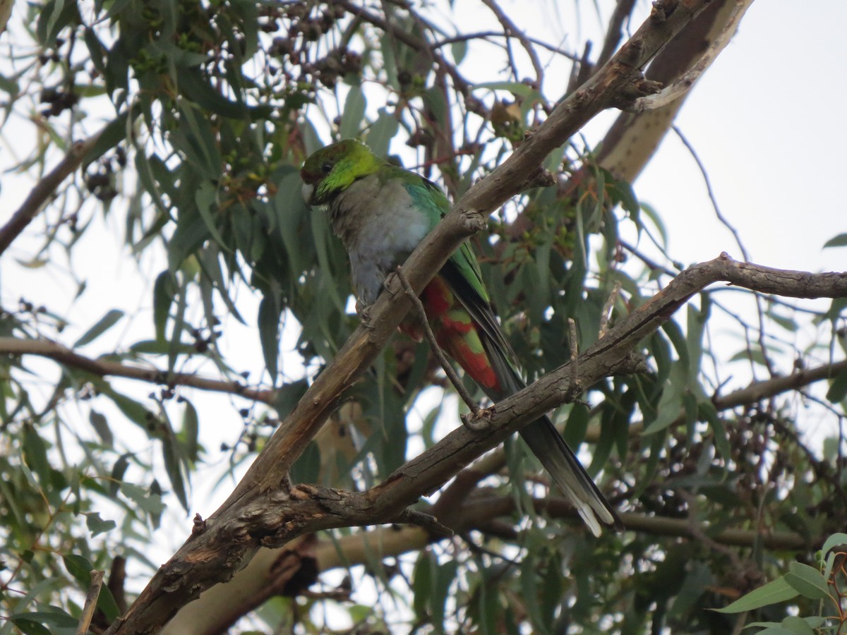 Red-capped Parrot - ML545736131