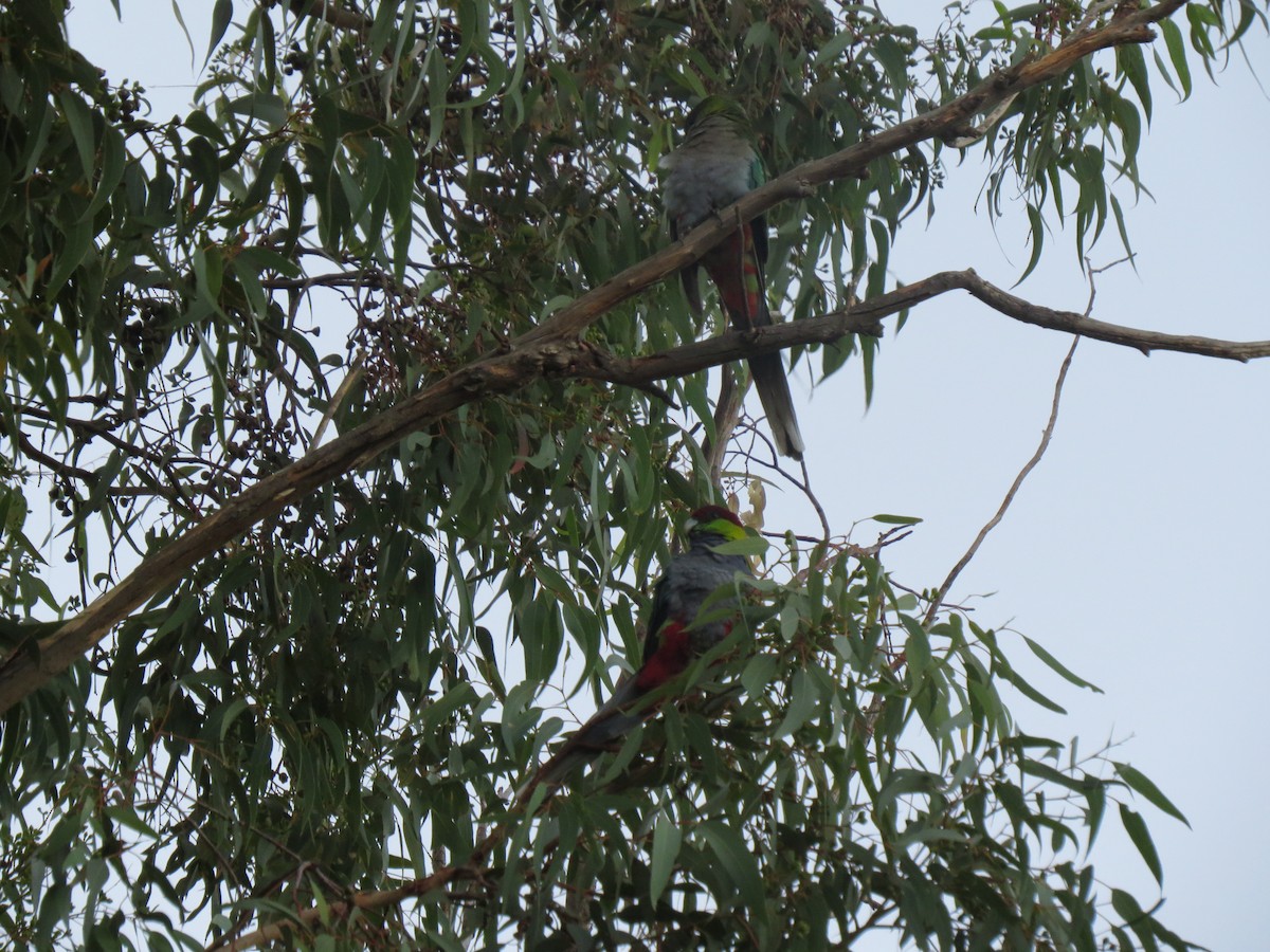 Red-capped Parrot - ML545736141