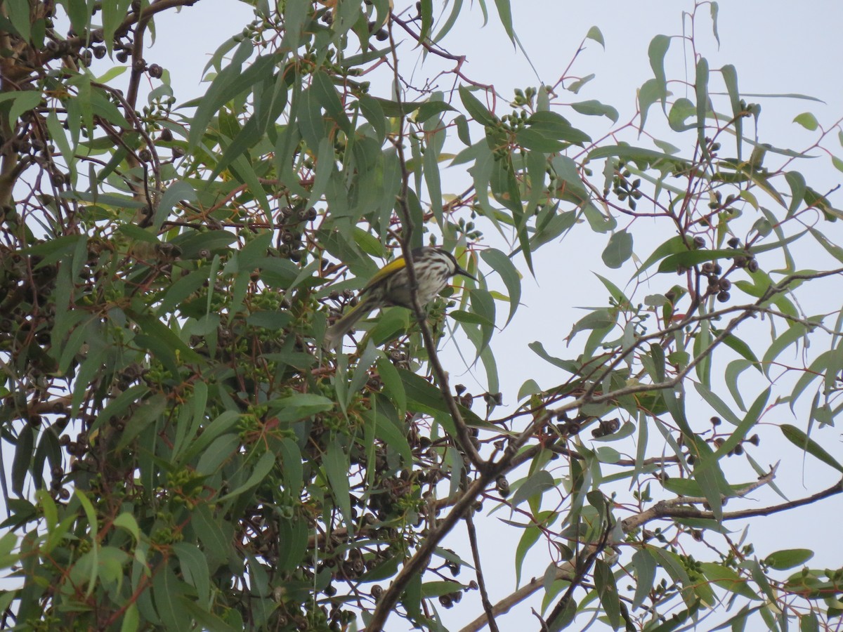 White-cheeked Honeyeater - ML545736191