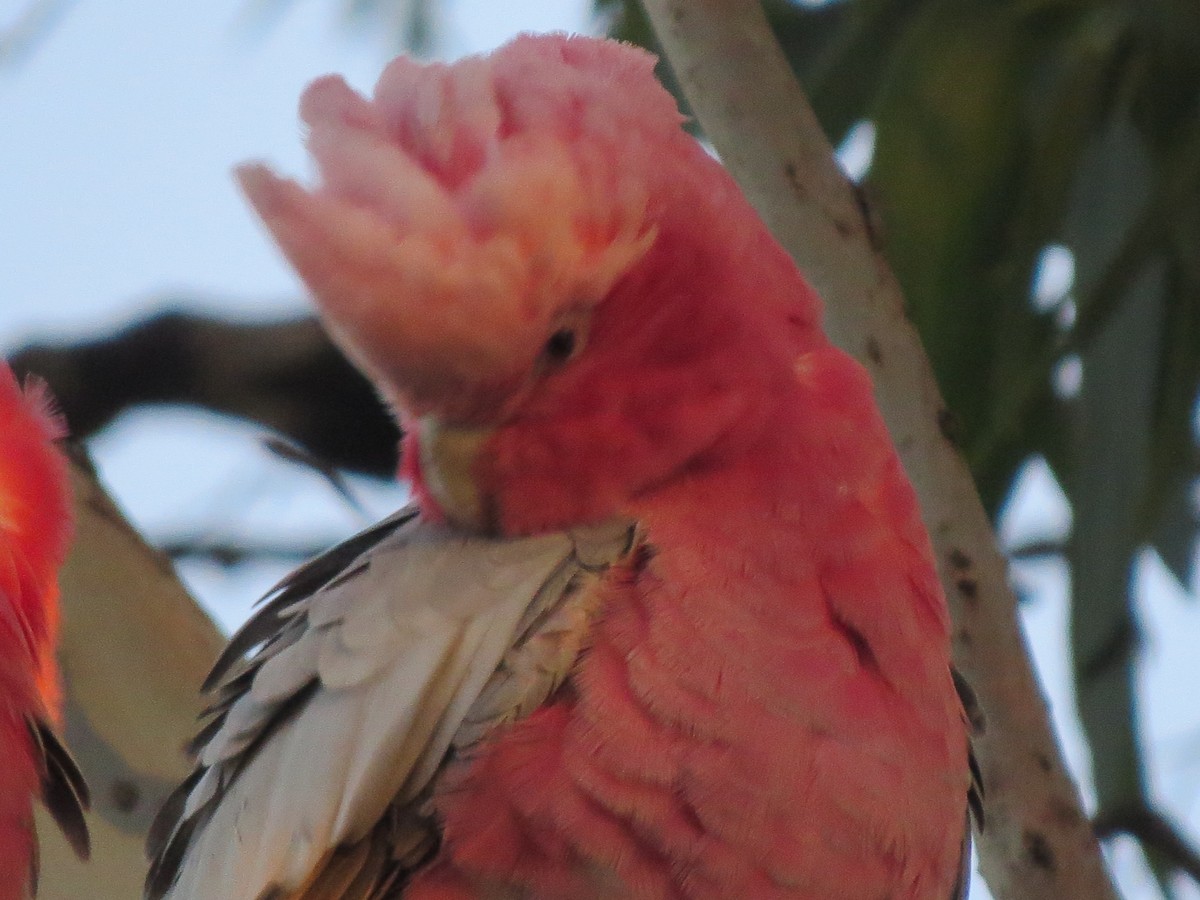 Galah - ML545736301