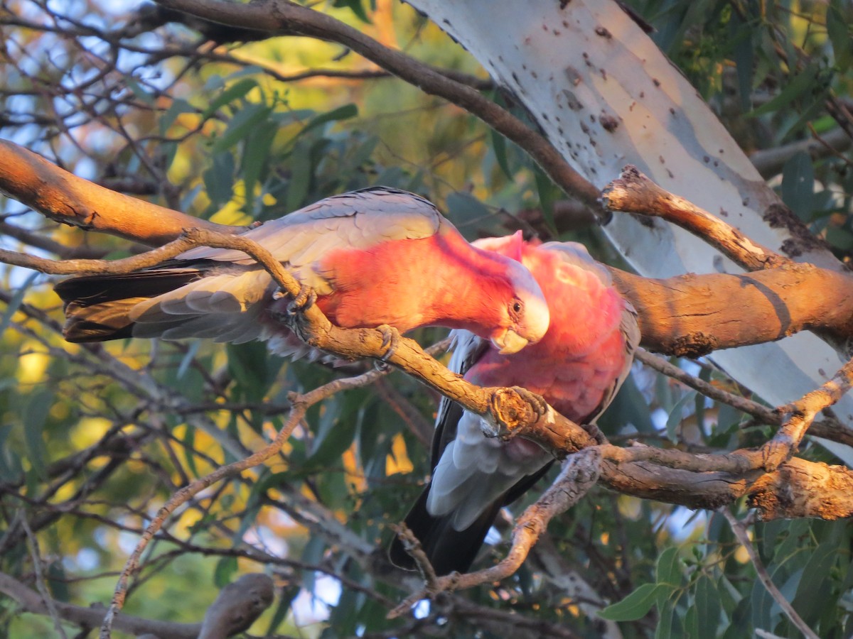 Galah - ML545736311