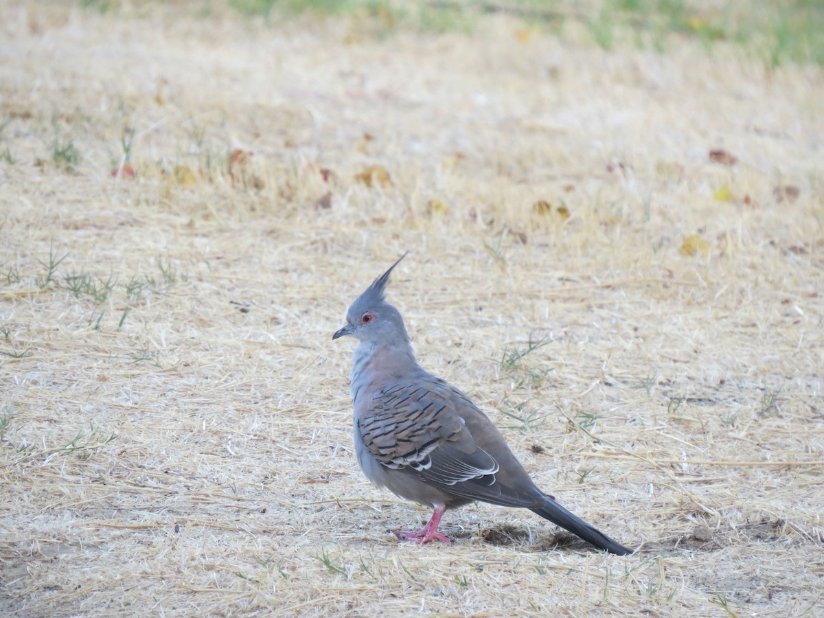 Crested Pigeon - ML545736371