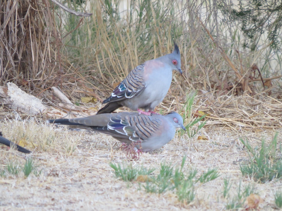 Crested Pigeon - ML545736391