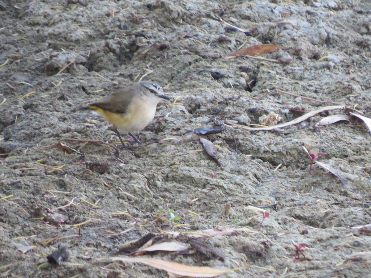 Yellow-rumped Thornbill - ML545736711