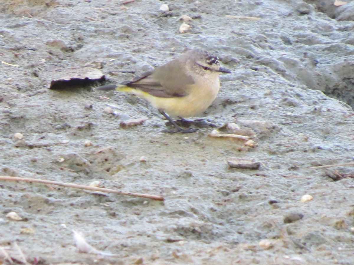 Yellow-rumped Thornbill - ML545736721