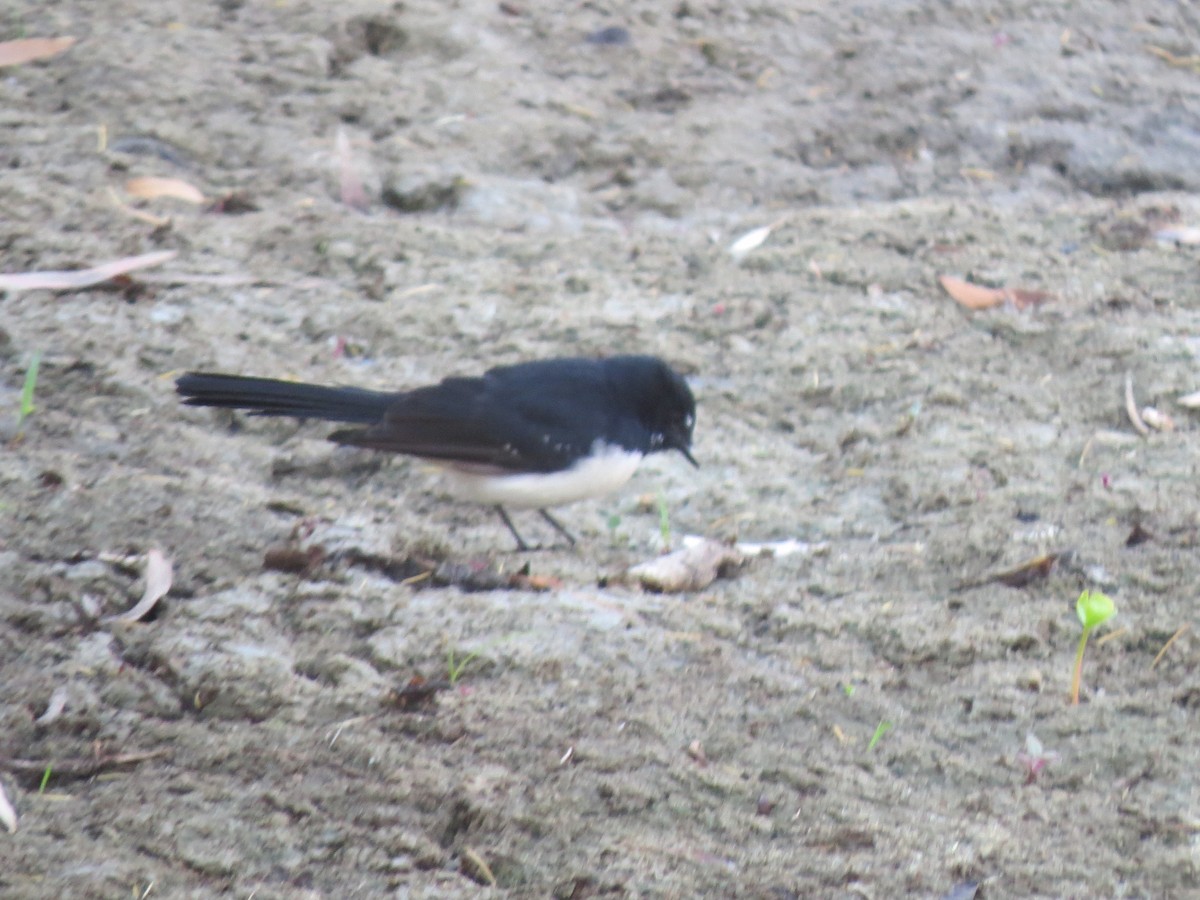 Willie-wagtail - ML545736771