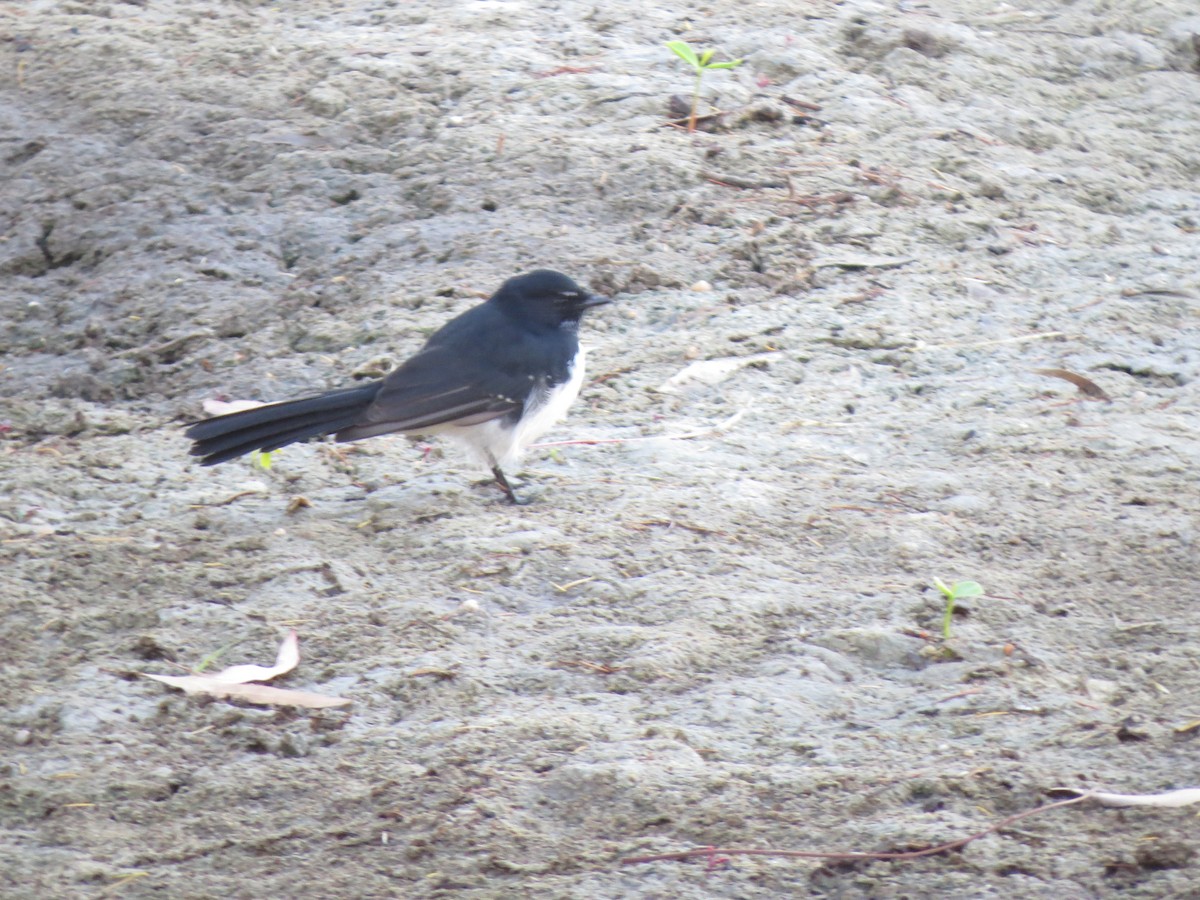 Willie-wagtail - ML545736801