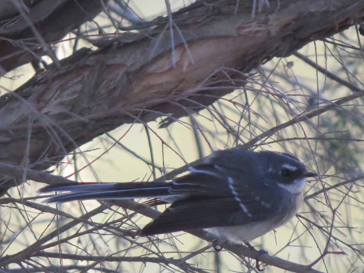 Gray Fantail - ML545736911