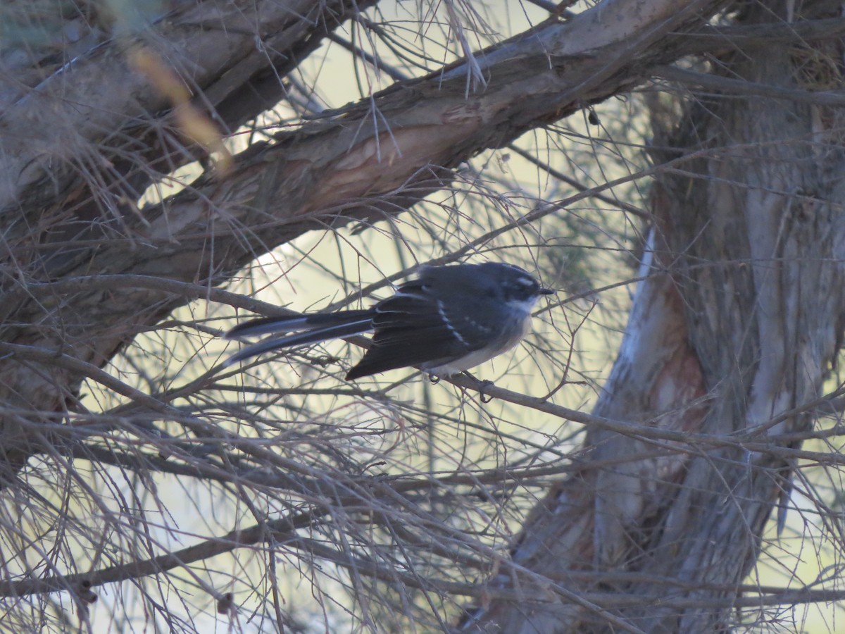 Gray Fantail - ML545736921