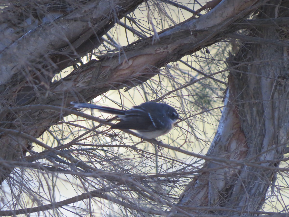 Gray Fantail - ML545736931