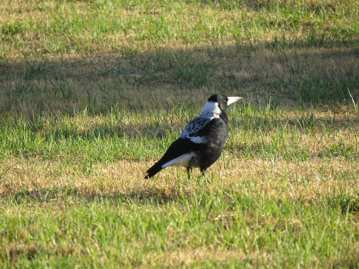 Australian Magpie - ML545736981