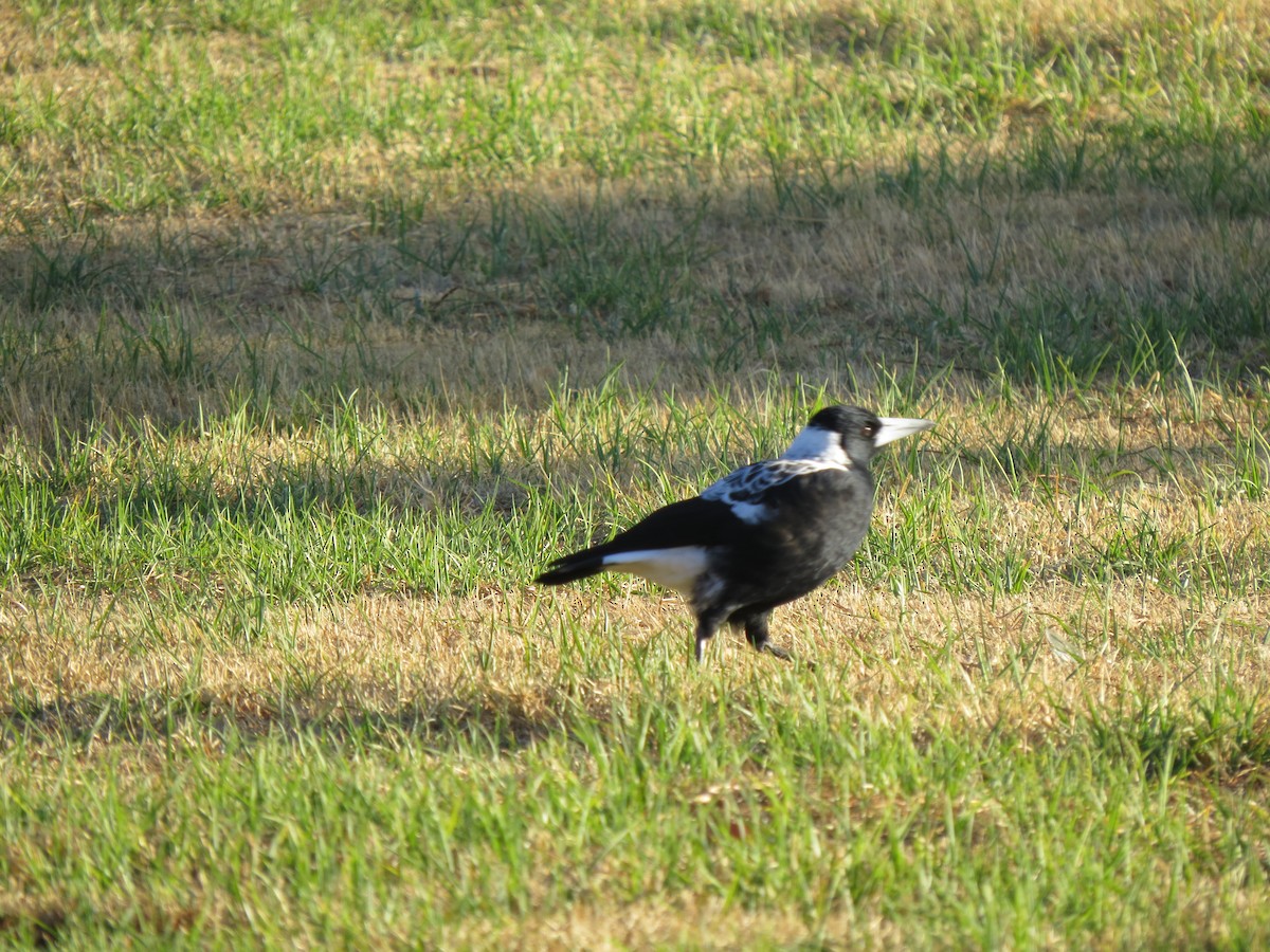 Australian Magpie - ML545736991