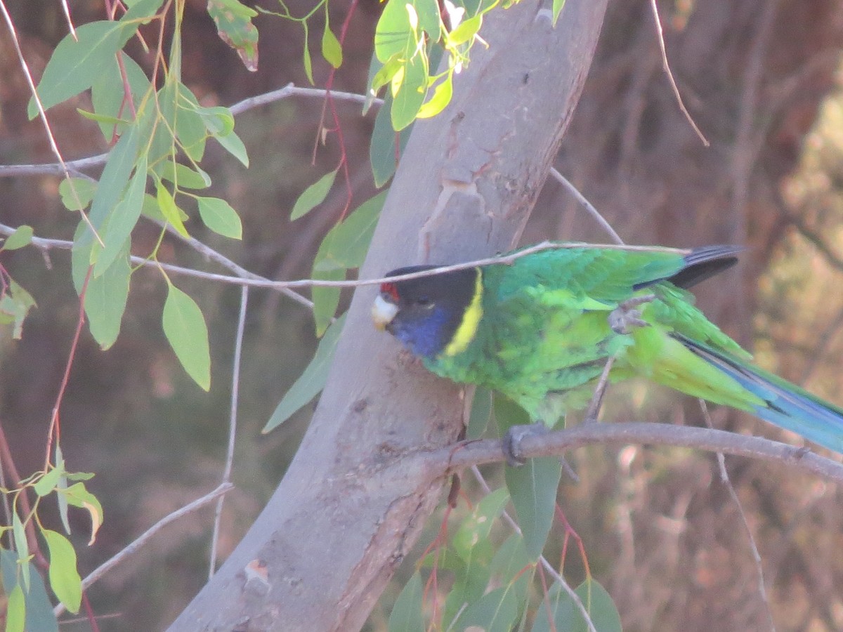 Australian Ringneck - ML545737191