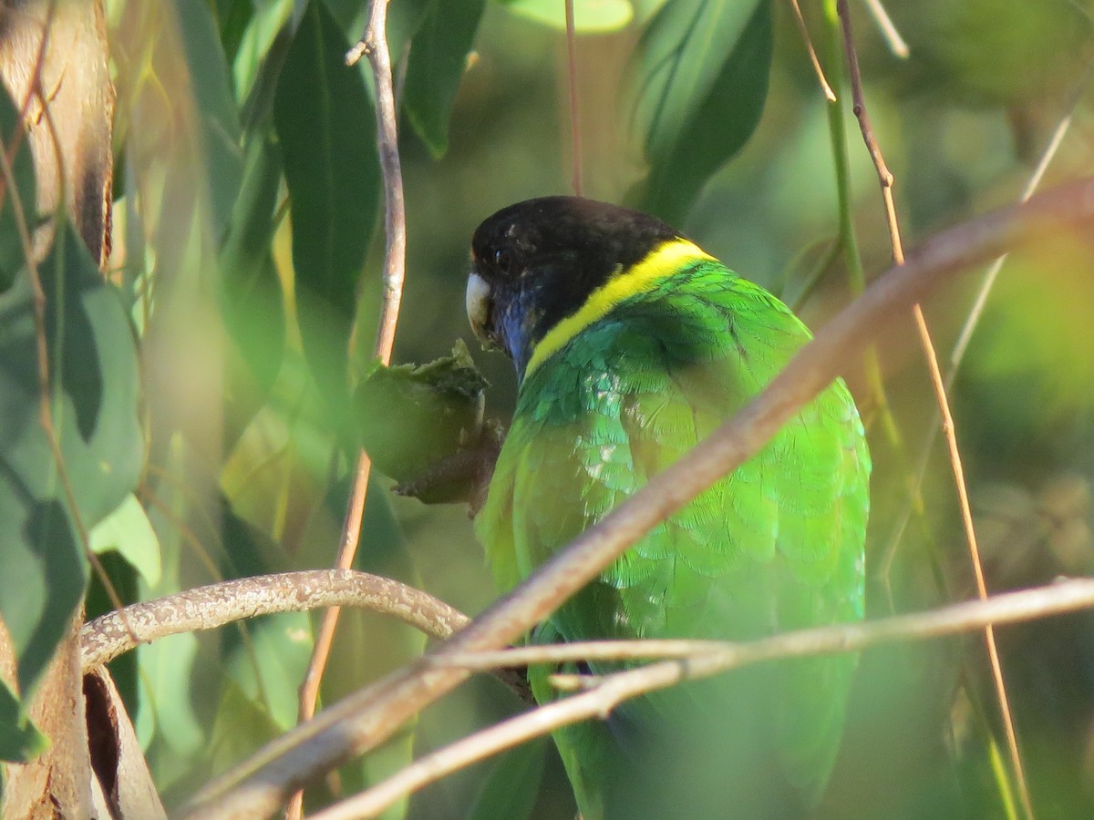Australian Ringneck - ML545737201