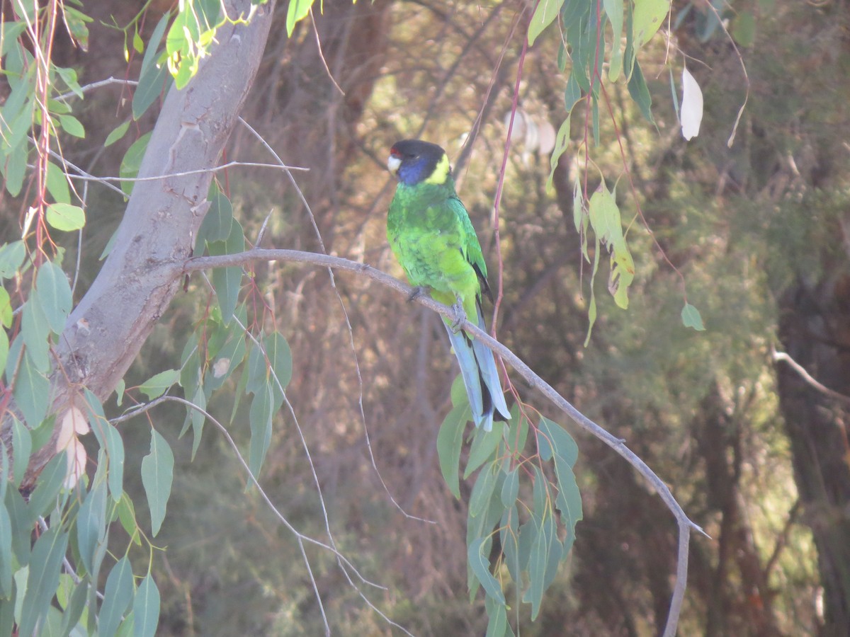Australian Ringneck - ML545737211