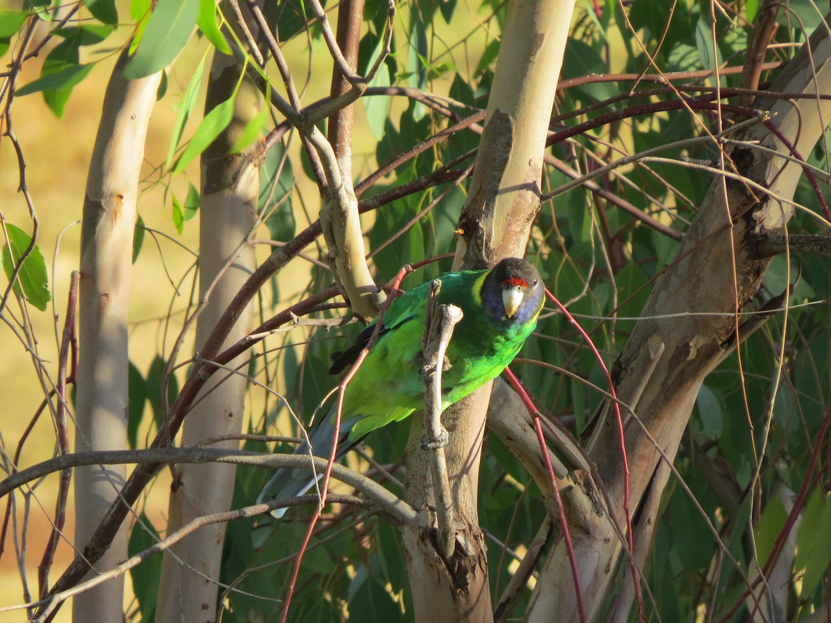 Australian Ringneck - ML545737221