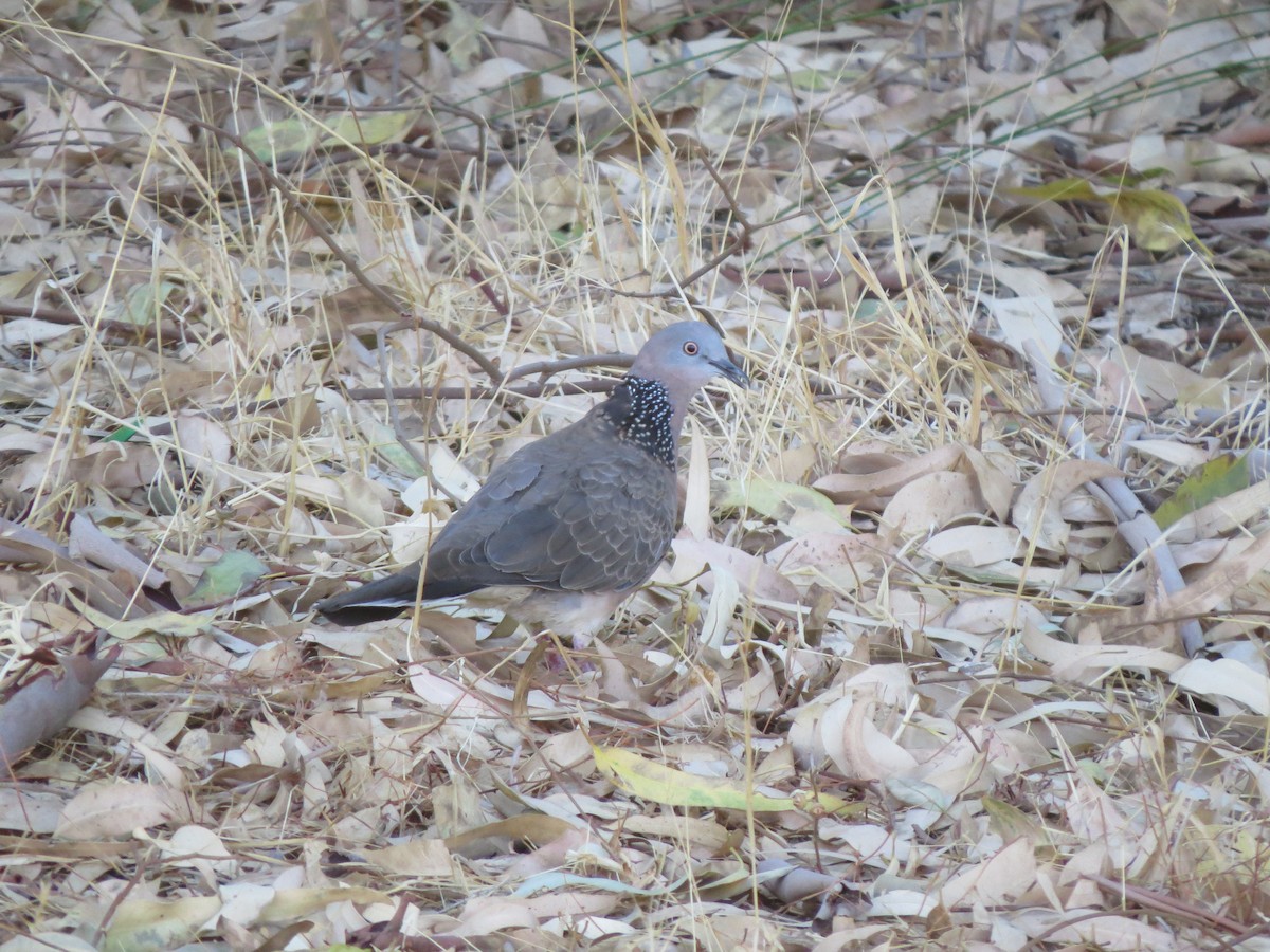 Spotted Dove - ML545737481