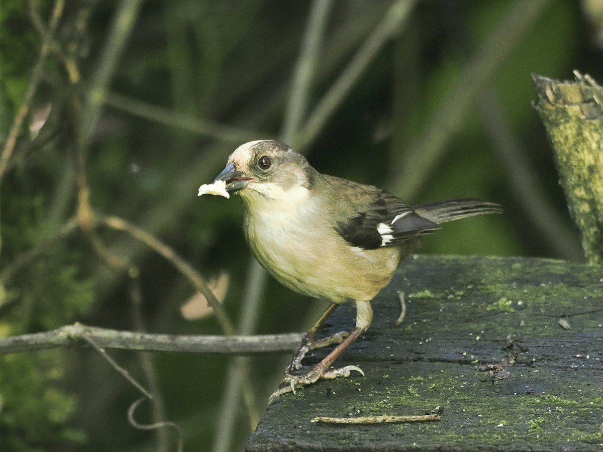 Pale-headed Brushfinch - Gabriel Willow