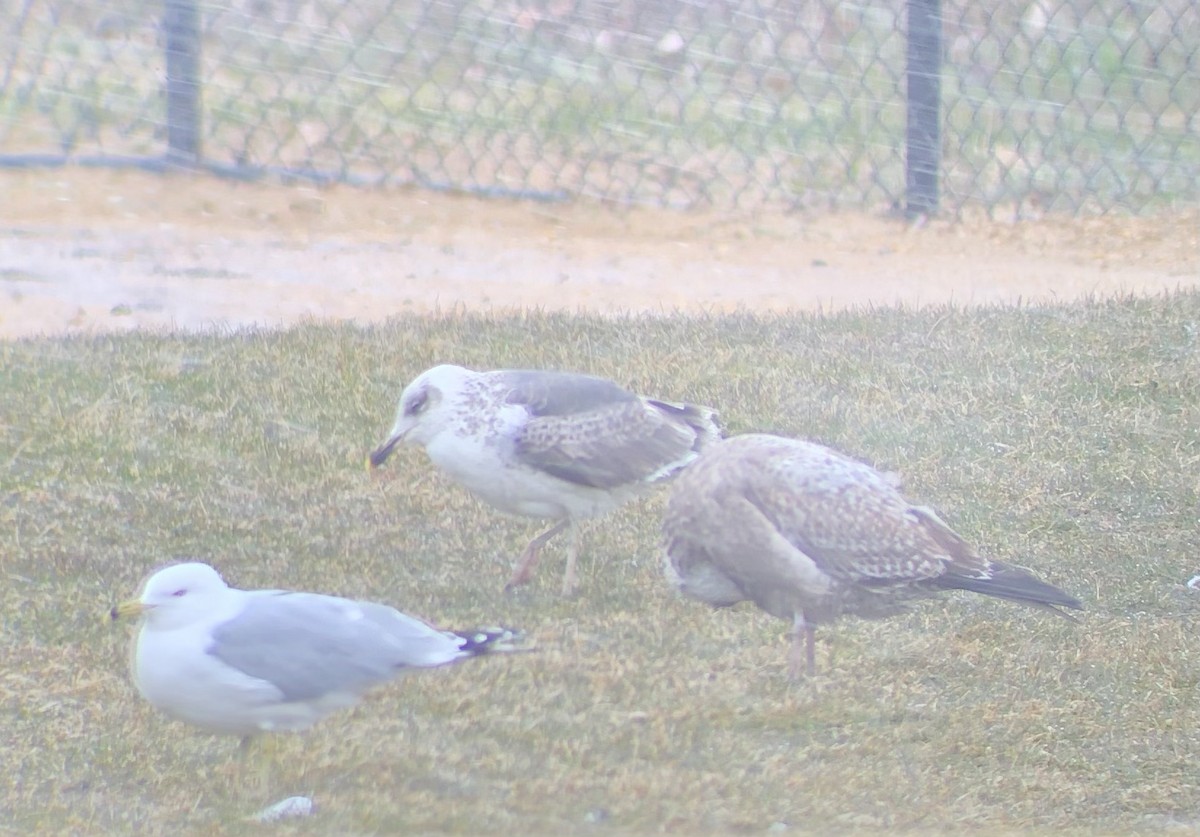 Ring-billed Gull - ML545737531
