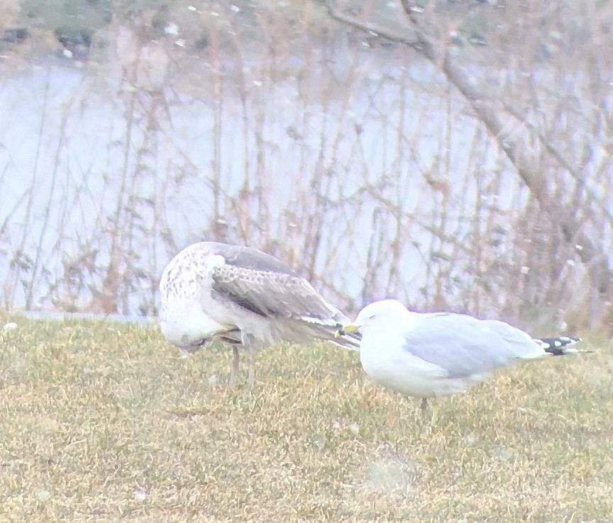 Ring-billed Gull - ML545737541