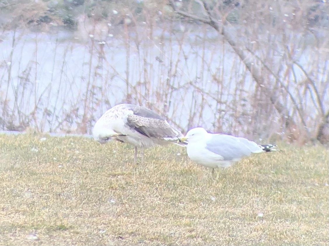 Ring-billed Gull - ML545737551