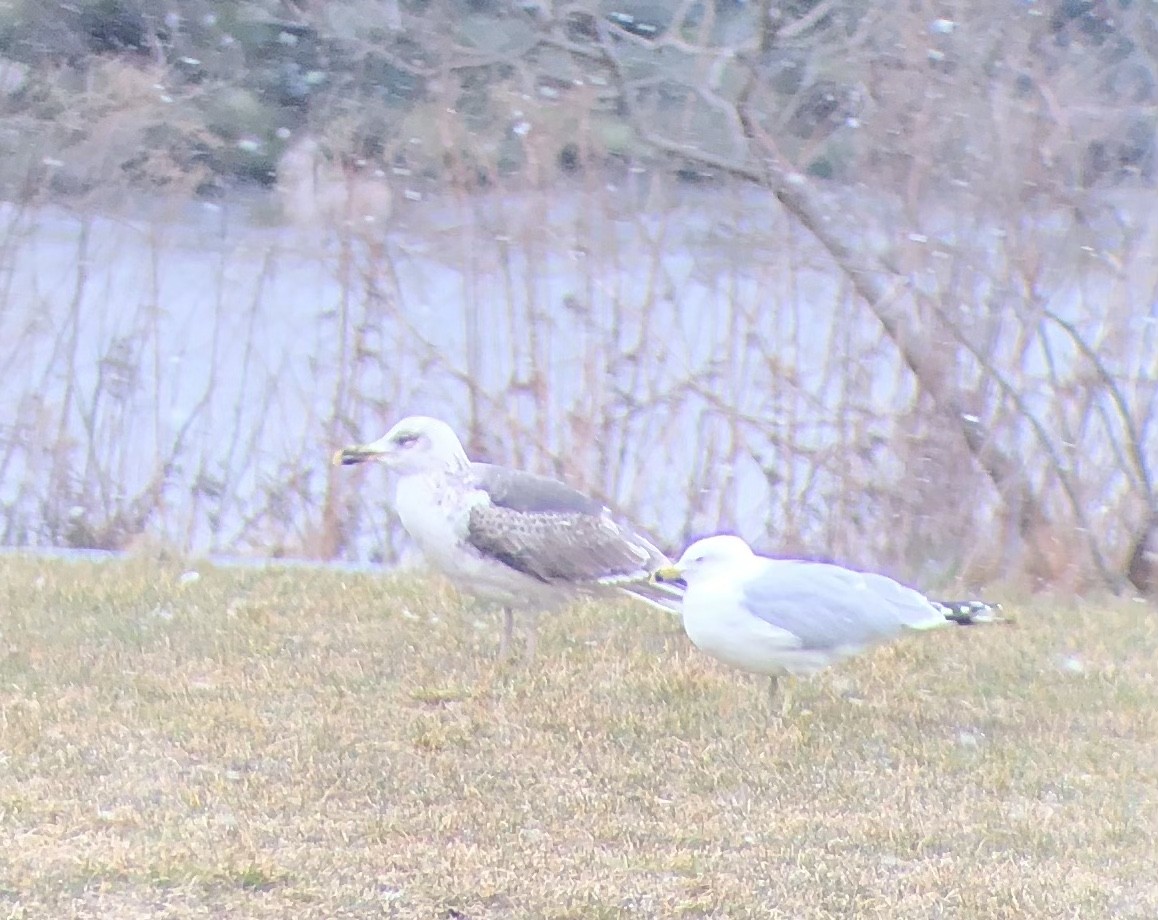 Ring-billed Gull - ML545737561