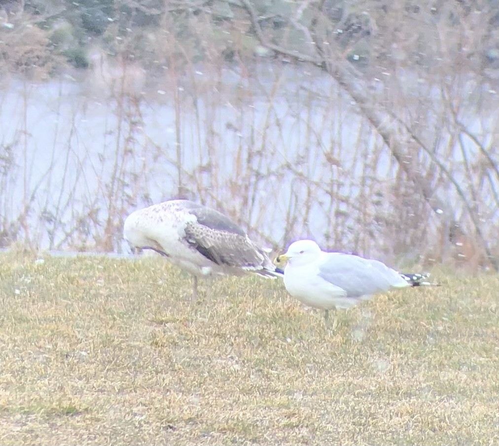 Ring-billed Gull - ML545737571