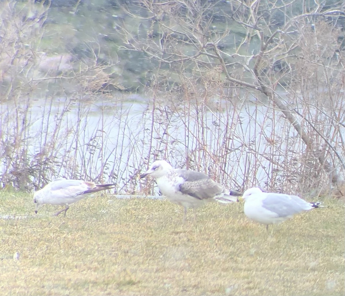 Ring-billed Gull - ML545737581
