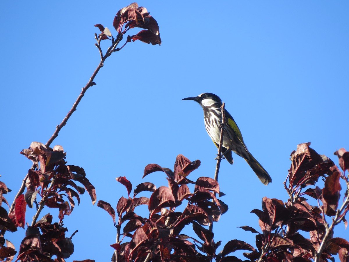 White-cheeked Honeyeater - ML545737601