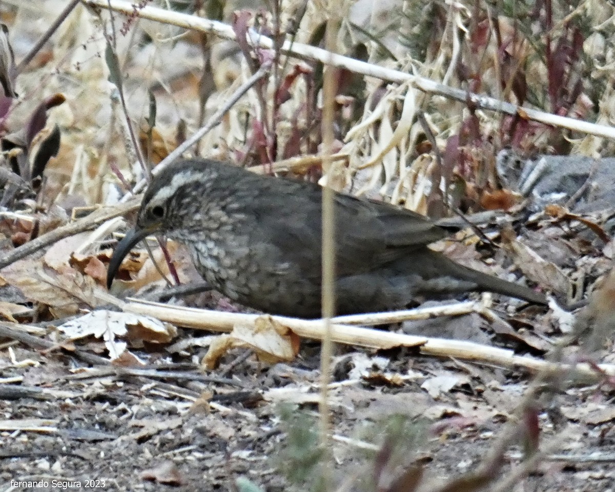 Patagonian Forest Earthcreeper - ML545737991