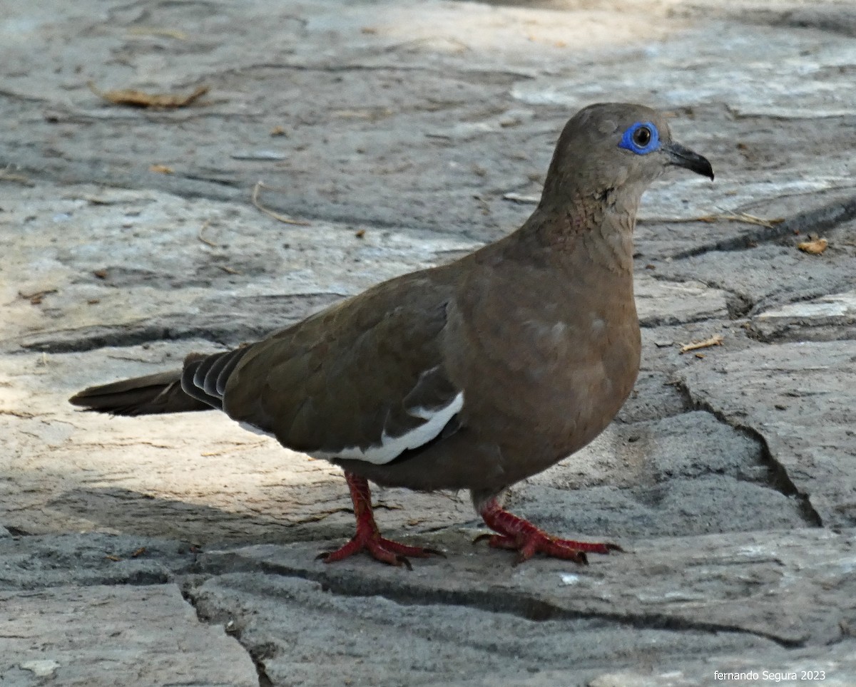 West Peruvian Dove - fernando segura