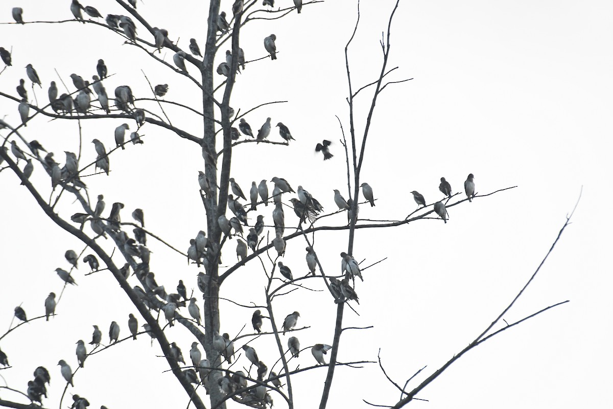 Daurian Starling - ML545738441