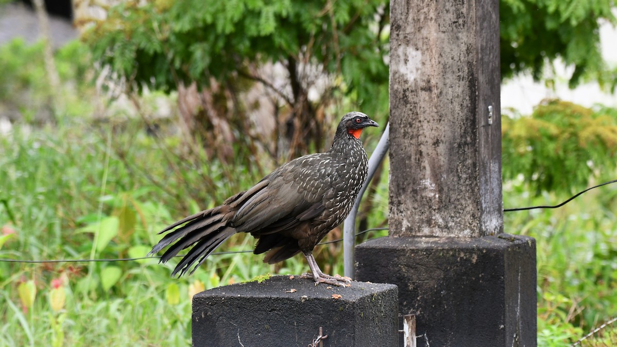 Dusky-legged Guan - Thierry Brune