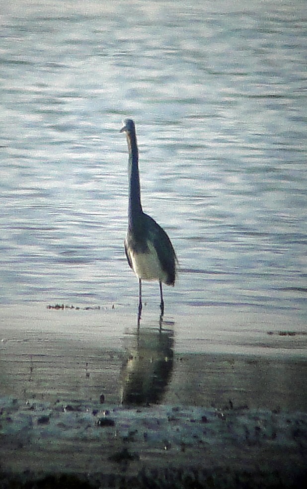 Tricolored Heron - ML54574091