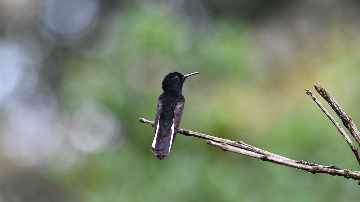 kolibřík černobílý - ML545741111