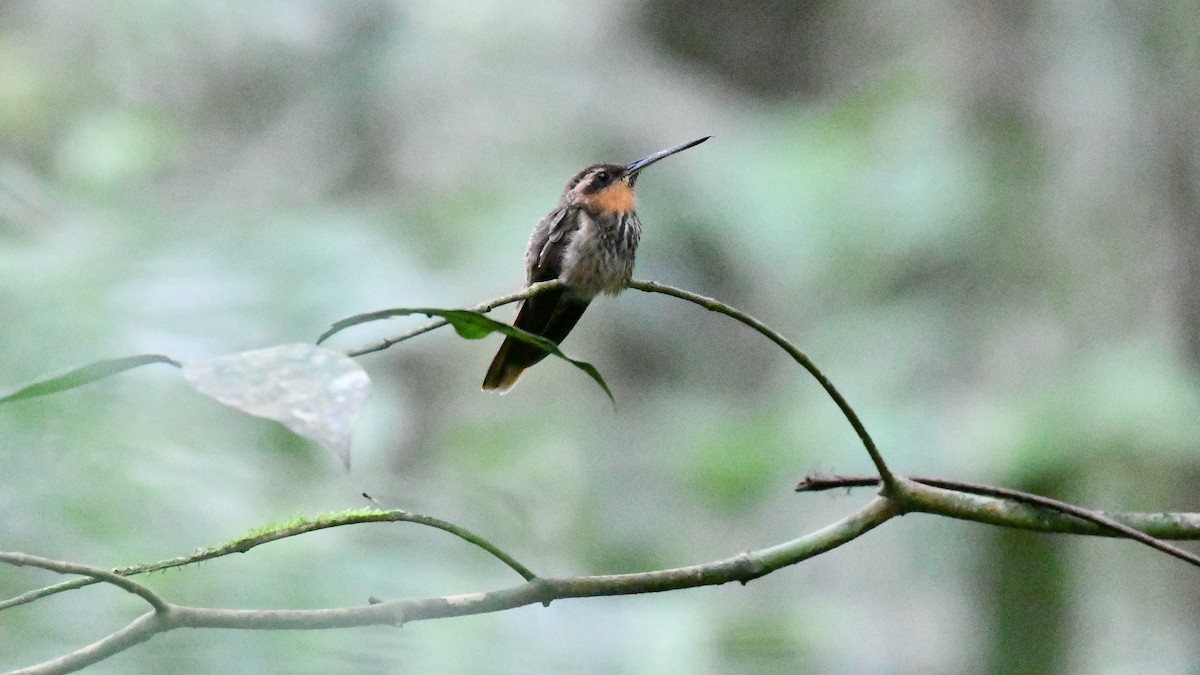 kolibřík pilozobý - ML545741231