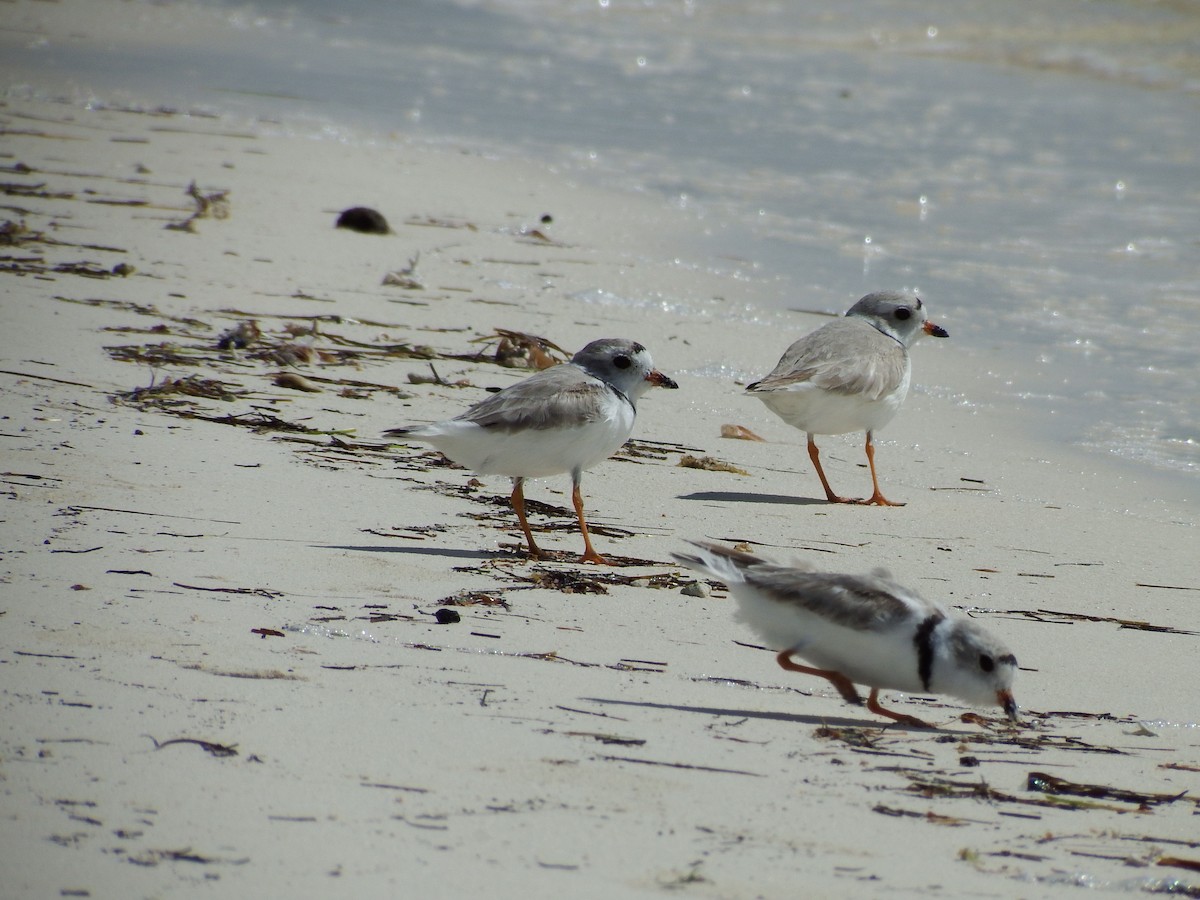 Piping Plover - Randolph "Casper" Burrows