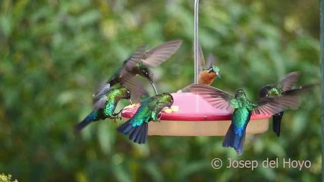 Fiery-throated Hummingbird - ML545743071