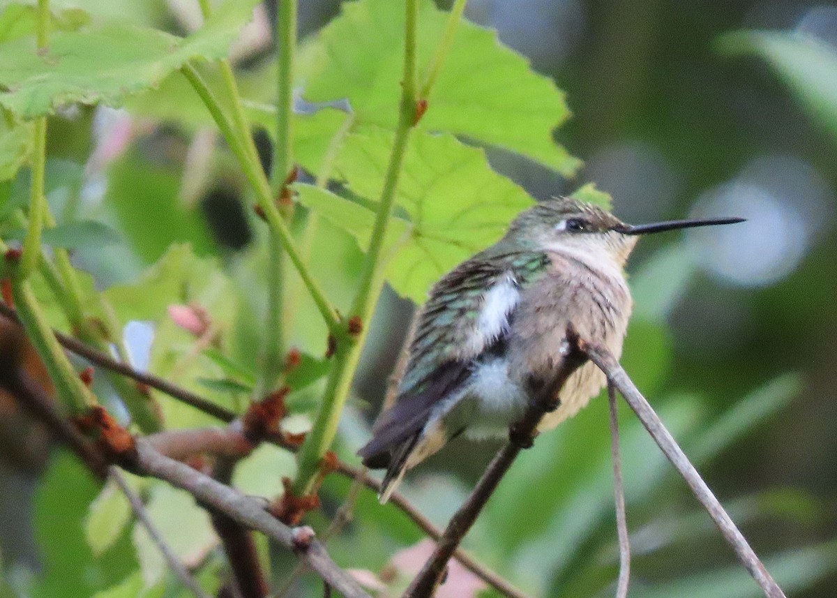 Ruby-throated Hummingbird - ML545744081