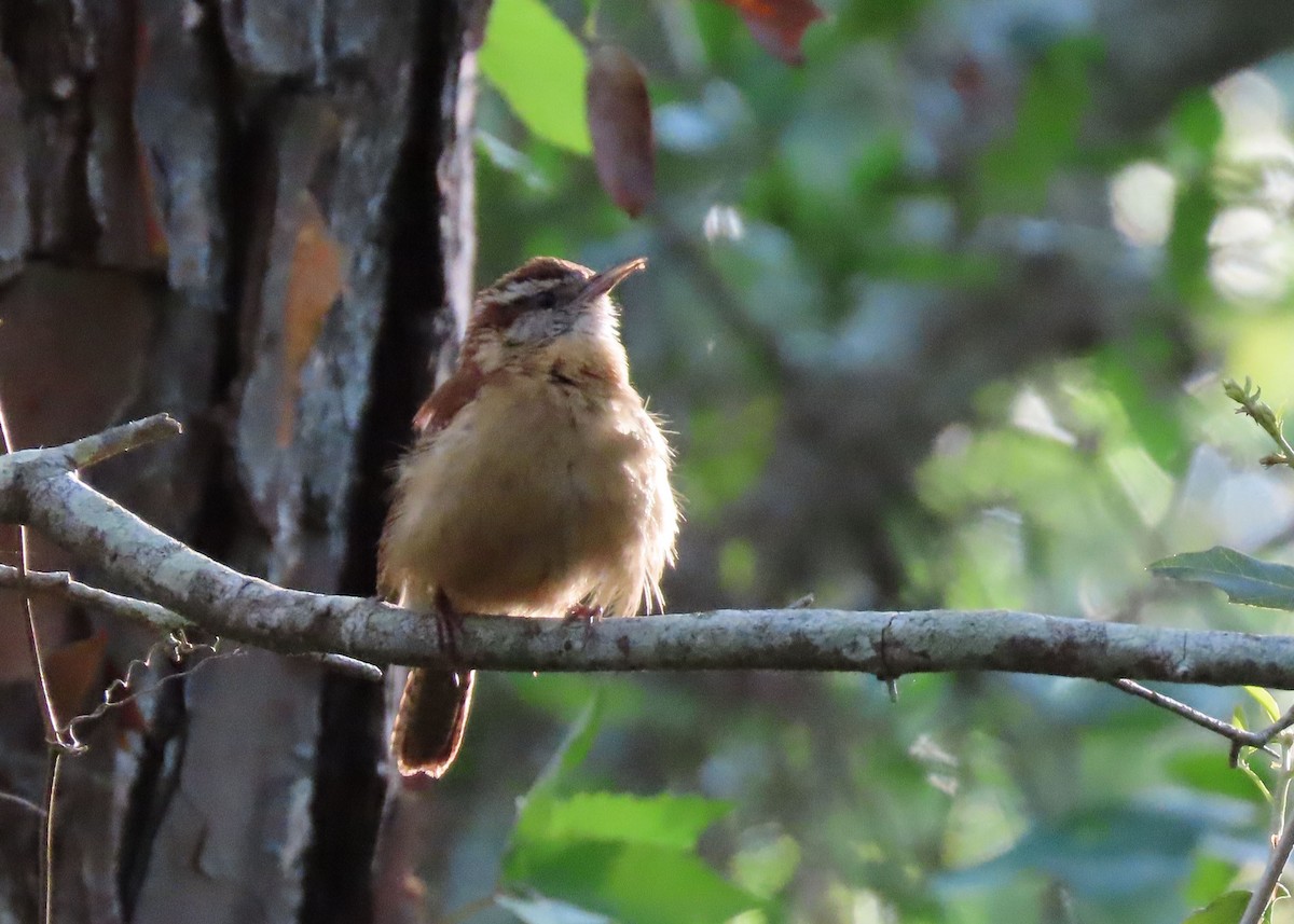 Carolina Wren - Dianne Phillips