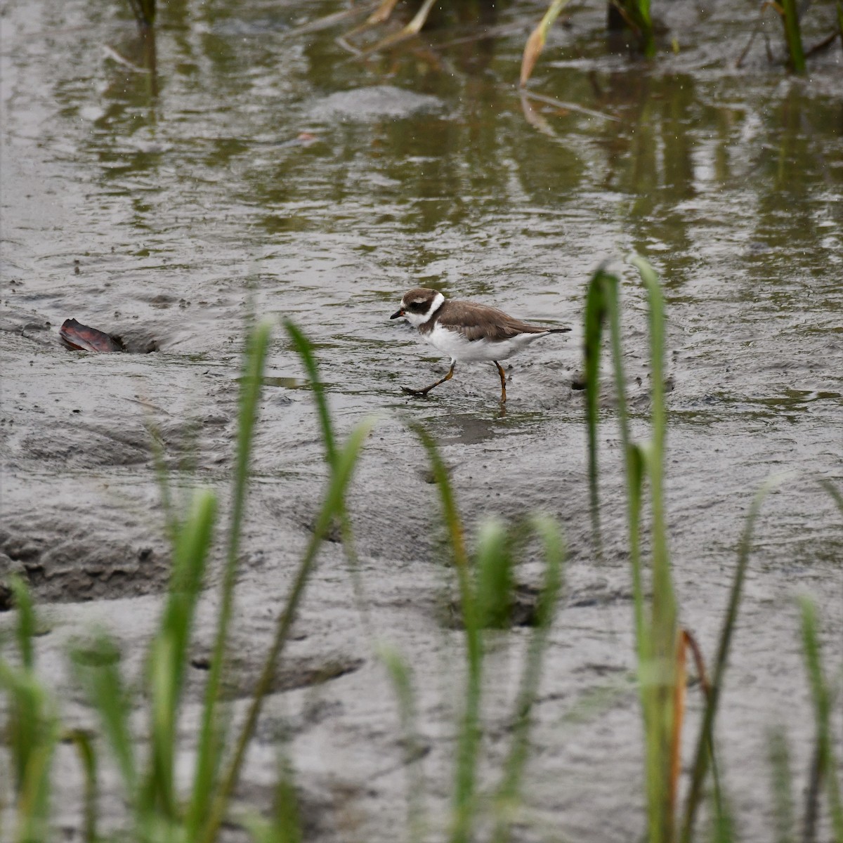 Semipalmated Plover - ML545745211