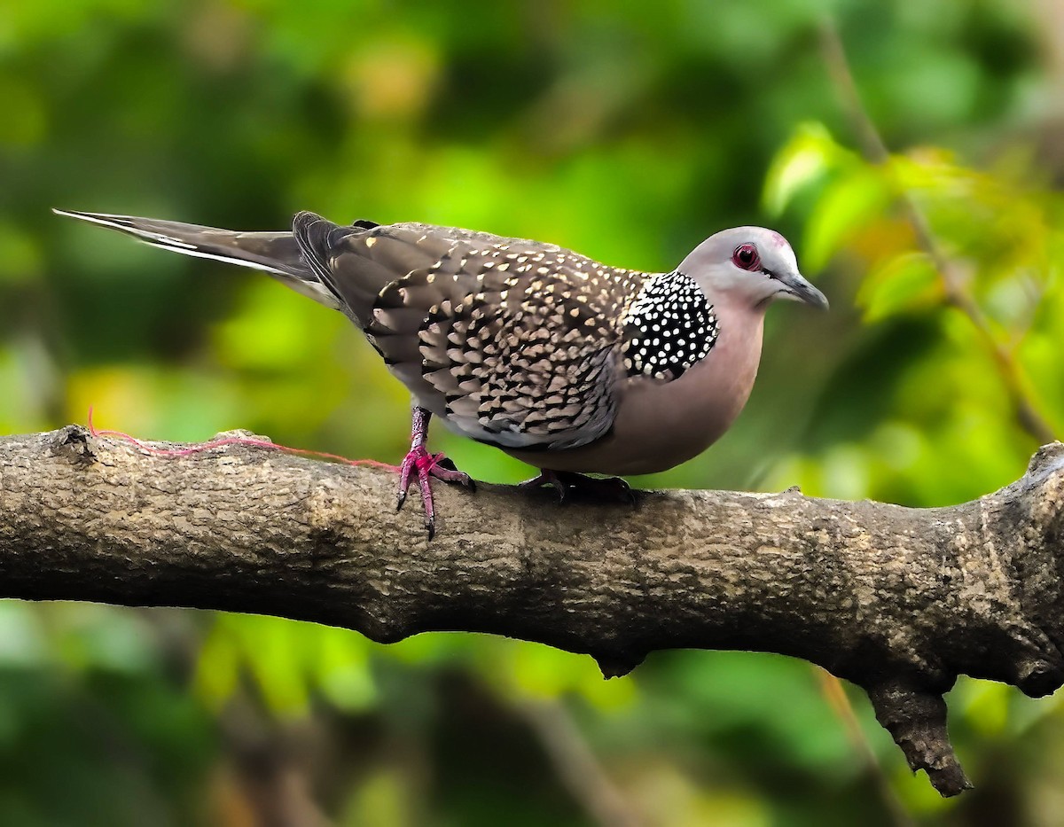 Spotted Dove - ML545745281