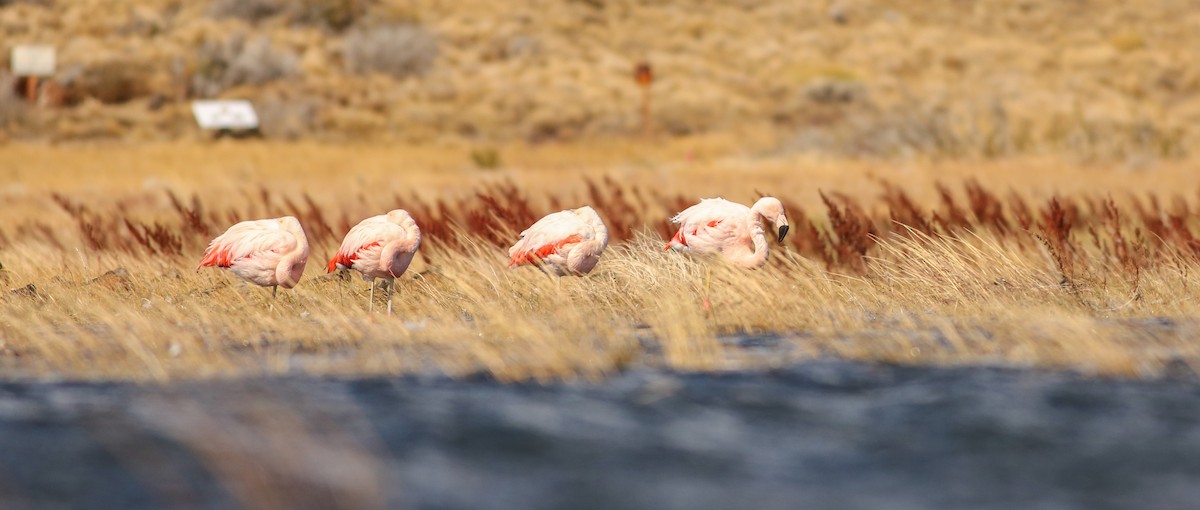 Chilean Flamingo - Angus Pritchard