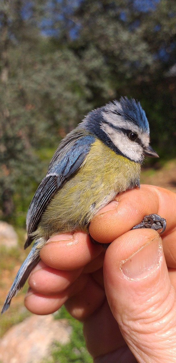 Eurasian Blue Tit - ML545750811