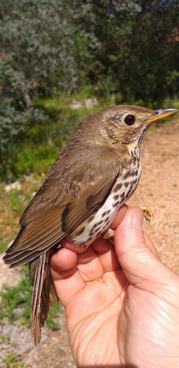 Song Thrush - ML545751371