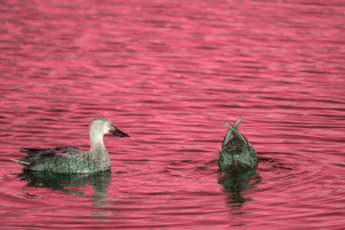 Cape Shoveler - ML545751941