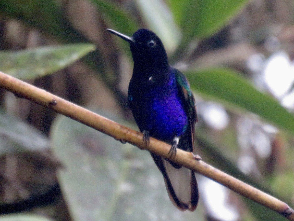 Velvet-purple Coronet - Richard Fleming