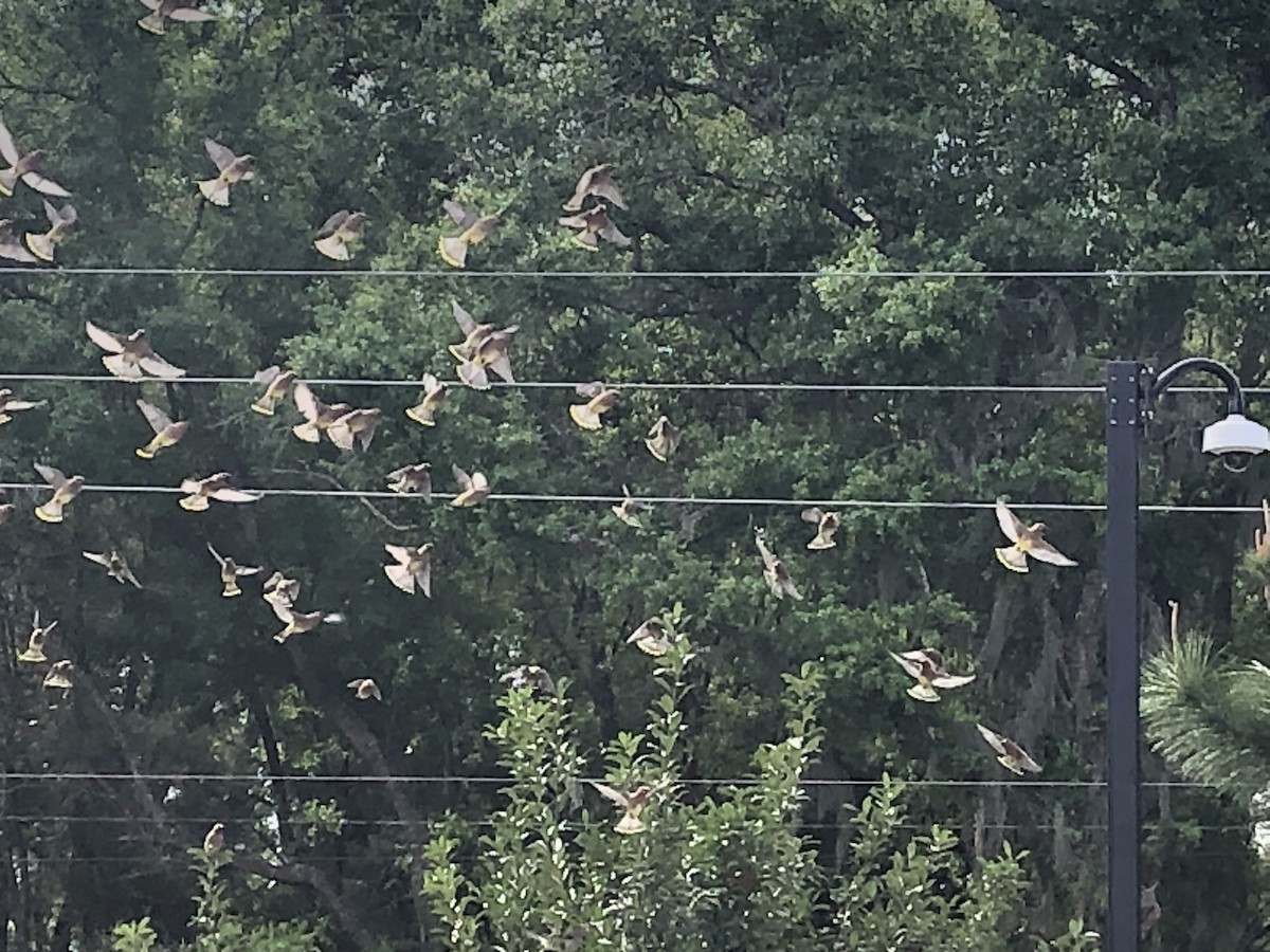 Cedar Waxwing - ML545753421