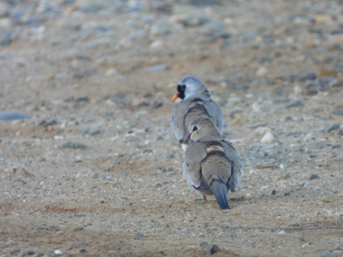 Namaqua Dove - ML545756671